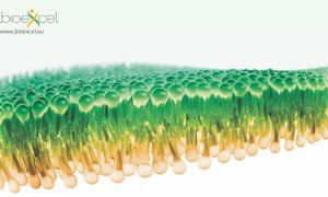 CoE BioExcel