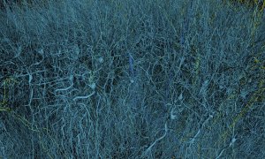 The EBRAINS Project: A Gateway to Collaborative Neuroscience